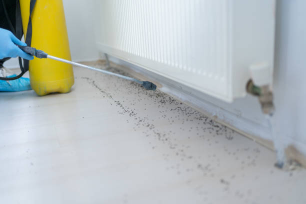 Best Wasp Removal Services  in Elkton, VA